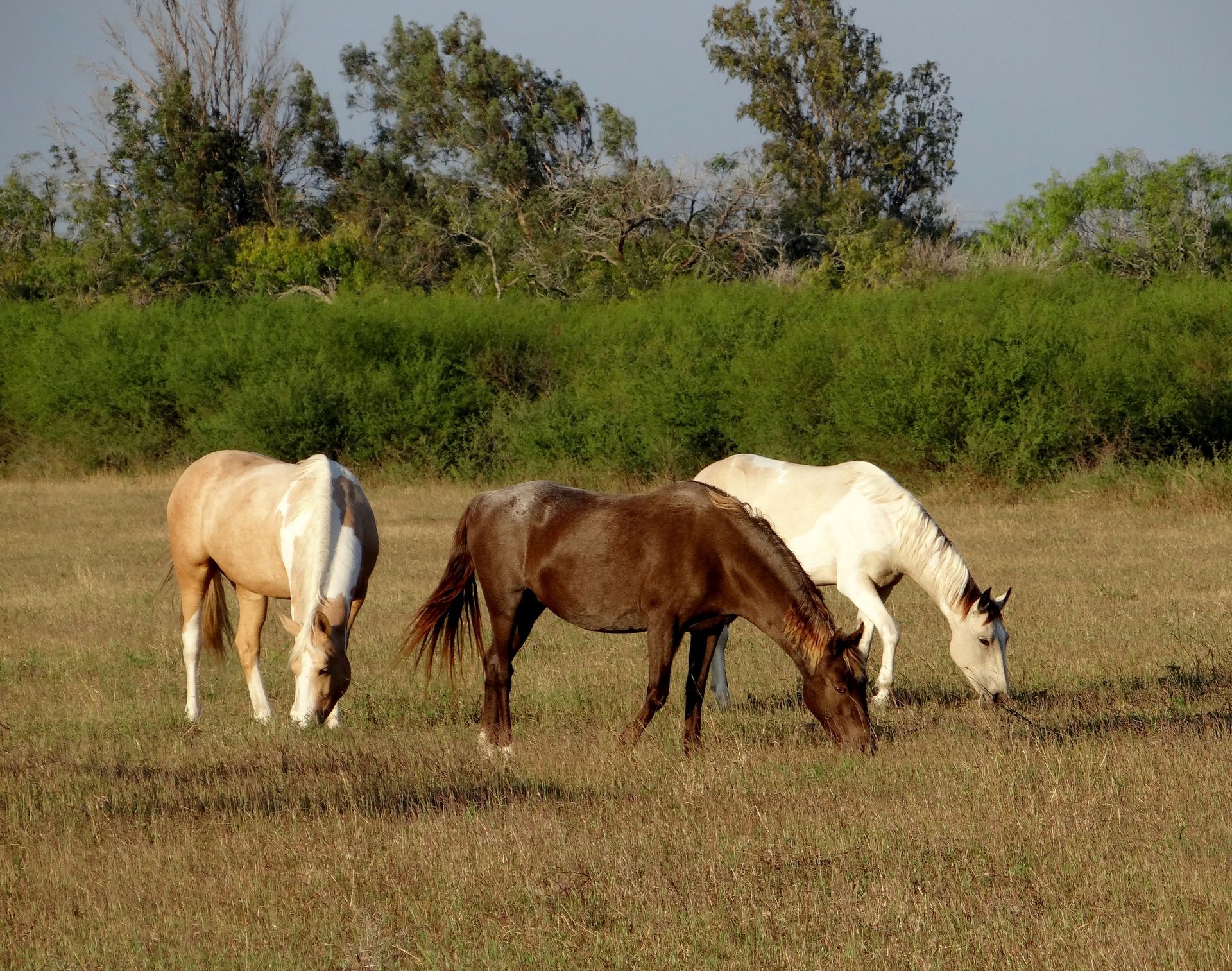 Stock photograph of three unsaddled horses grazing in a Texas pasture, illustrating the Foundation's planned equine-assisted therapy setting
