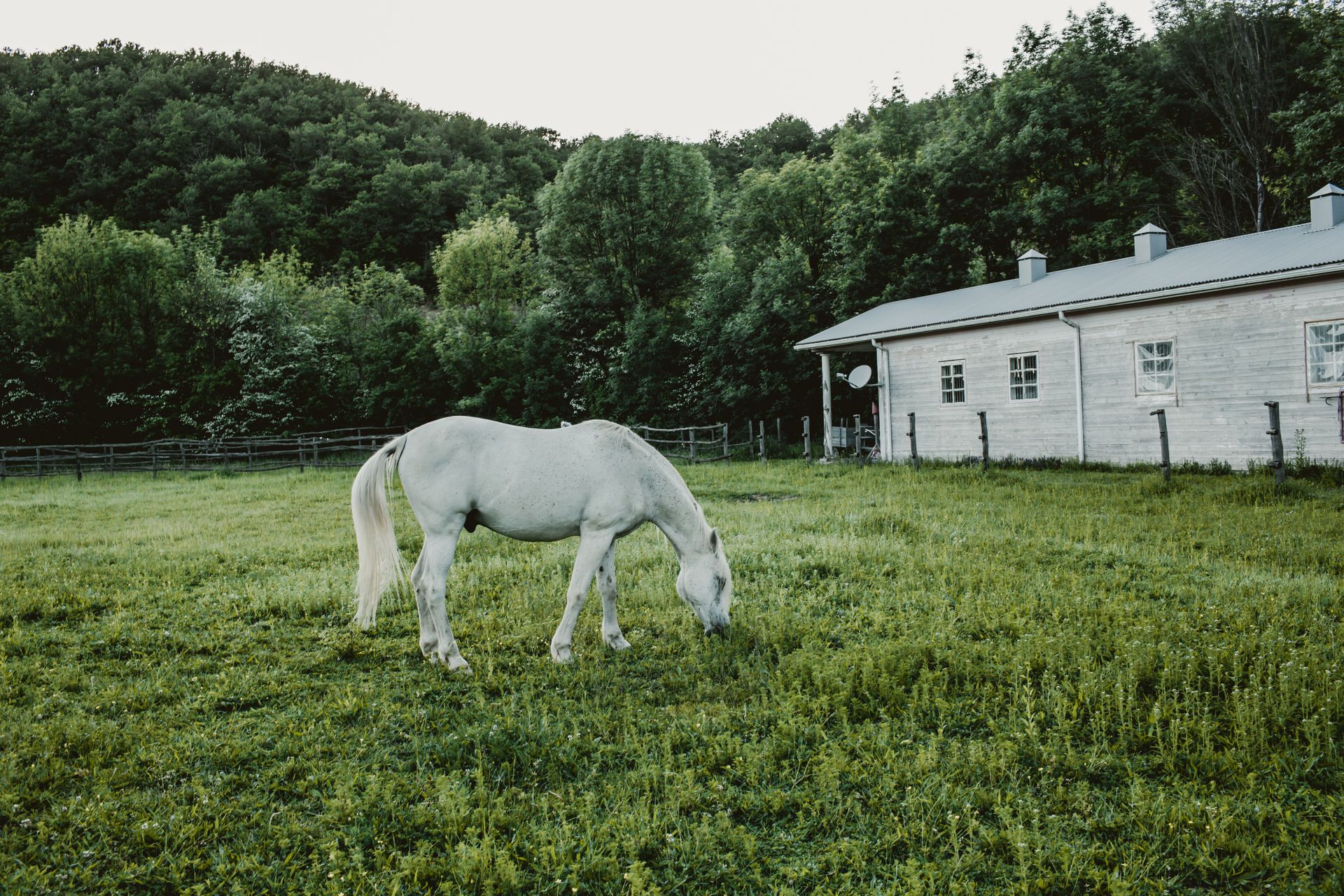 Stock photograph of a horse grazing beside a modest rural building, inspiration for the future Restoration Ranch